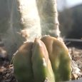 Cactus Pachycereus Marginatus