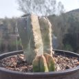 Cactus Pachycereus Marginatus
