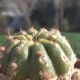 Cactus Matucana Aurantica subs. Polzii