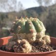 Cactus Matucana Aurantica subs. Polzii