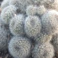 Cactus Rebutia Muscula