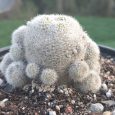 Cactus Rebutia Muscula
