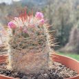 Cactus Mammillaria Bombycina