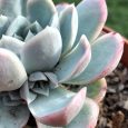 Crassula Echeveria Elegans