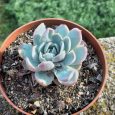Crassula Echeveria Elegans