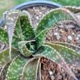 Cactus Gasteraloe Royal Highness