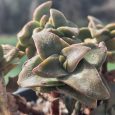 Crassula Springtime