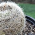 Cactus Mammillaria Lenta