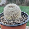 Cactus Mammillaria Lenta