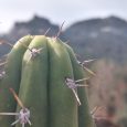 Cactus Echinopsis Pachanoi