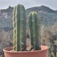 Cactus Echinopsis Pachanoi