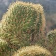 Cactus Cleistocactus Winteri Cristata
