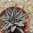 Haworthia Fasciata