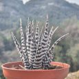 Haworthia Fasciata