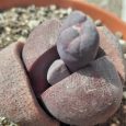 Cactus Pleiospilos Nelii cv. Royal Flush