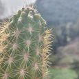 Cactus Espostoa Guentheri
