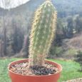 Cactus Espostoa Guentheri
