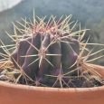 Cactus Ferocactus Pilosus