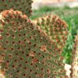 Cactus Opuntia Rufida