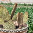 Cactus Opuntia Rufida