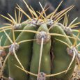 Cactus Trichocereus Pascana
