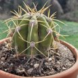 Cactus Trichocereus Pascana