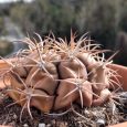 Cactus Gymnocalycium Pflanzii