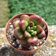 Cactus Sedum Lucidum