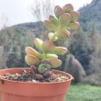 Cactus Sedum Lucidum