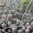 Cactus Chamaecereus Silvestrii