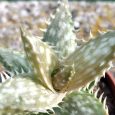 Cactus Aloe Juvenna