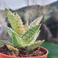 Cactus Aloe Juvenna