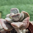 Cactus Adromischus cooperi