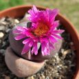 Cactus Pleiospilos Nelii cv. Royal Flush