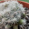 Cactus Mammillaria Longimamma
