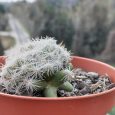Cactus Mammillaria Longimamma
