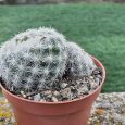 Cactus Mammillaria Candida