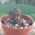 Cactus Rebutia caningueralii