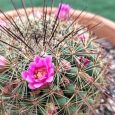 Cactus Mammillaria Ginsa-maru