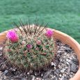 Cactus Mammillaria Ginsa-maru