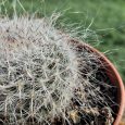 Cactus Mammillaria Klissingiana