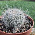 Cactus Mammillaria Klissingiana