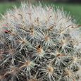 Cactus Mammillaria Boscana
