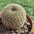 Cactus Mammillaria Nunezii