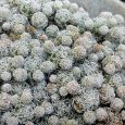 Cactus Mammillaria Gracilis