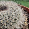 Cactus Mammillaria Hahnianna