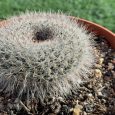 Cactus Mammillaria Hahnianna