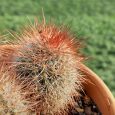 Cactus Mammillaria Spinosissima f. Rubrispina