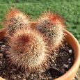 Cactus Mammillaria Spinosissima f. Rubrispina