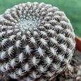 Cactus Eriosyce Napina subs. Aerocarpa